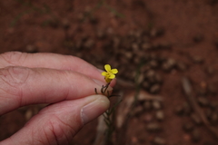 Sisymbrium linifolium