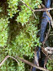 Ptychostomum pseudotriquetrum