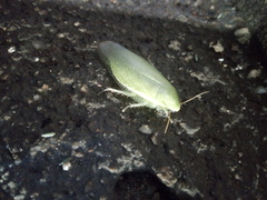 Panchlora nivea