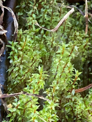 Ptychostomum pseudotriquetrum