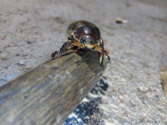 Pelidnota punctulata