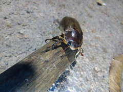 Pelidnota punctulata