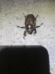Pelidnota punctulata