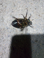 Pelidnota punctulata