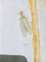 Chloronia