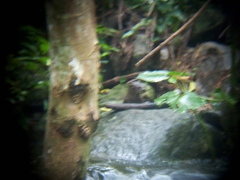 Lontra longicaudis