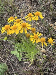 Helenium amarum