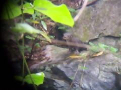 Lontra longicaudis