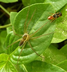 Dolomedes facetus