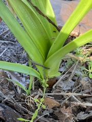 Liliales