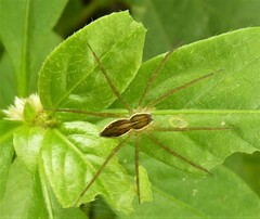 Dolomedes facetus