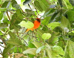 Piranga bidentata