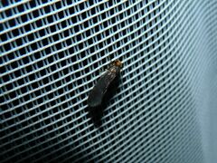 Cephimallota crassiflavella