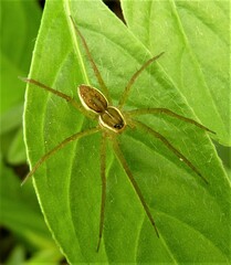 Dolomedes facetus