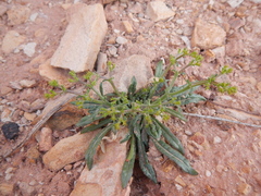 Chorizanthe brevicornu