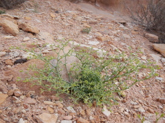 Chorizanthe brevicornu