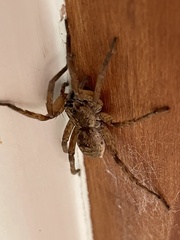 Pavocosa