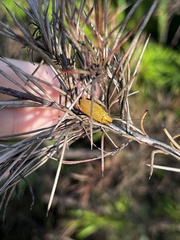 Ellipsidion humerale