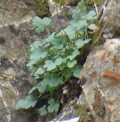 Heuchera cylindrica