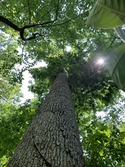 Magnolia acuminata