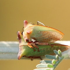 Sextius virescens