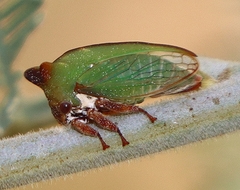 Sextius virescens