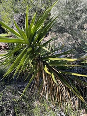 Yucca gigantea