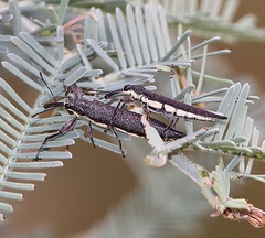 Rhinotia phoenicoptera