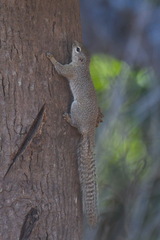 Heliosciurus gambianus