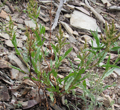 Rumex salicifolius