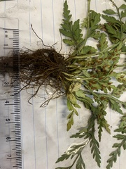 Asplenium appendiculatum appendiculatum