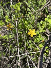 Oxalis californica
