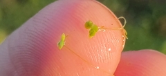 Lemna gibba