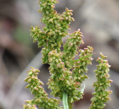 Rumex salicifolius