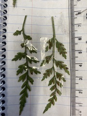 Asplenium appendiculatum appendiculatum