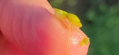 Lemna gibba
