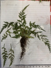 Asplenium appendiculatum appendiculatum