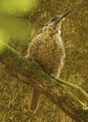 Ptiloris paradiseus