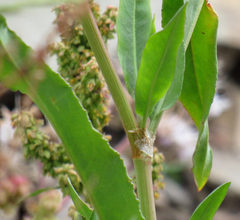 Rumex salicifolius