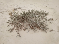 Abronia angustifolia