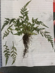 Asplenium appendiculatum appendiculatum