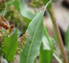 Rumex salicifolius
