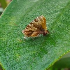 Arawacus ellida