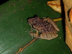 Pristimantis ramagii