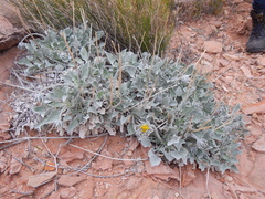 Enceliopsis nudicaulis