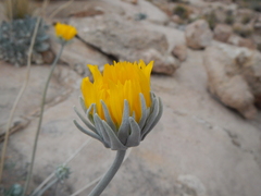 Enceliopsis nudicaulis