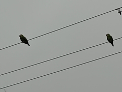 Amazona autumnalis autumnalis
