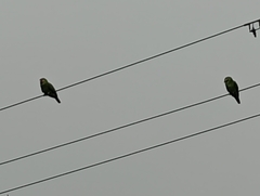 Amazona autumnalis autumnalis