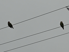 Amazona autumnalis autumnalis