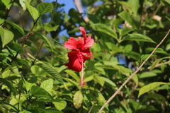 Hibiscus × archeri